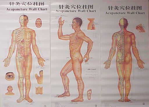 Body Chart of Acupuncture - 3 Laminated Charts