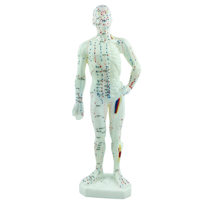 Model of Human Body - UPC Medical Supplies, Inc.