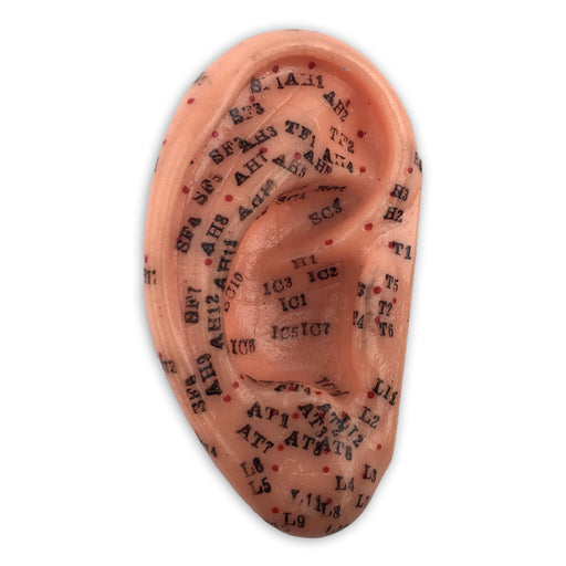Model of Ear
