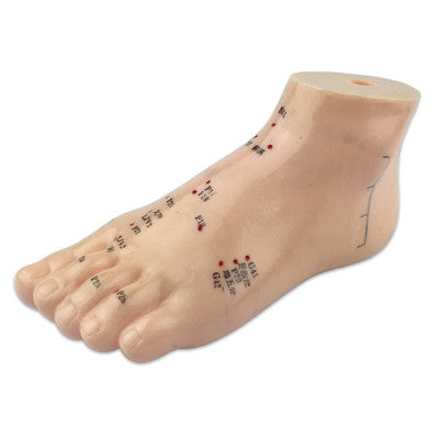 Human Foot Model