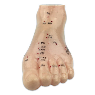 Human Foot Model