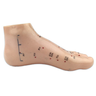 Human Foot Model