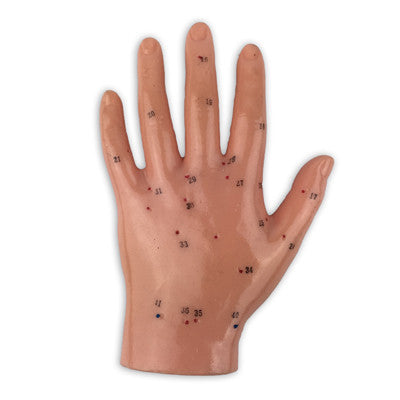 Human Hand Model - UPC Medical Supplies, Inc.