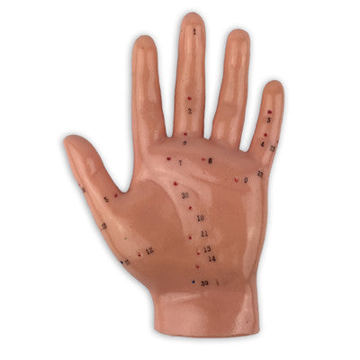 Human Hand Model - UPC Medical Supplies, Inc.