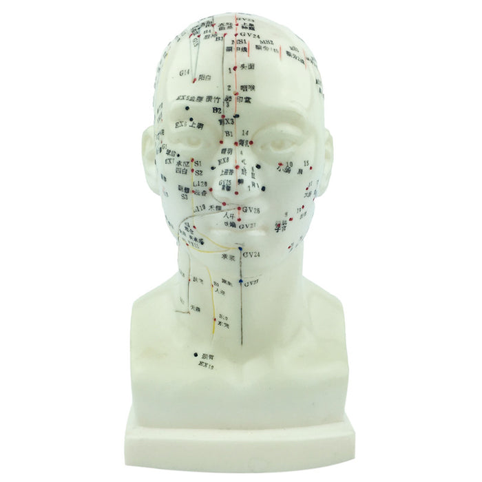 Human Head Model - UPC Medical Supplies, Inc.