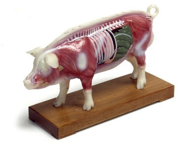 Model of Pig - UPC Medical Supplies, Inc.