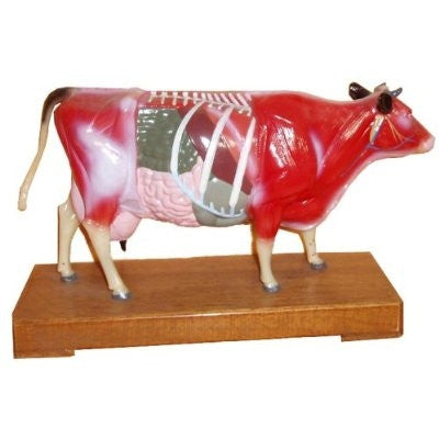 Cow Model - UPC Medical Supplies, Inc.