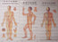 Body Chart of Acupuncture - 3 Laminated Charts