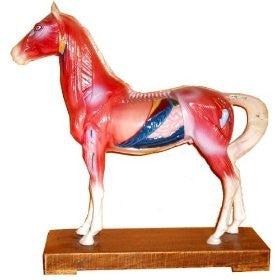 Horse Model